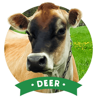 cows-banner-deer-edited