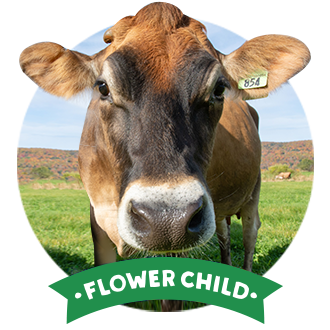 cows-banner-flowerchild-edited