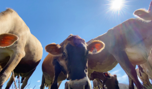 Maple Valley Jersey Farm